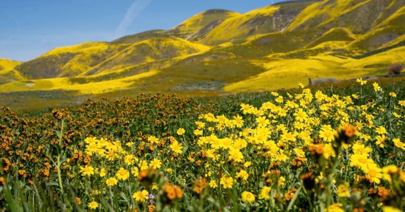 california superbloom 2024