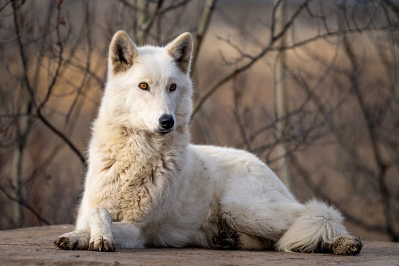 Sigma 500mm f/5.6 DG DN Sport wolf in pose