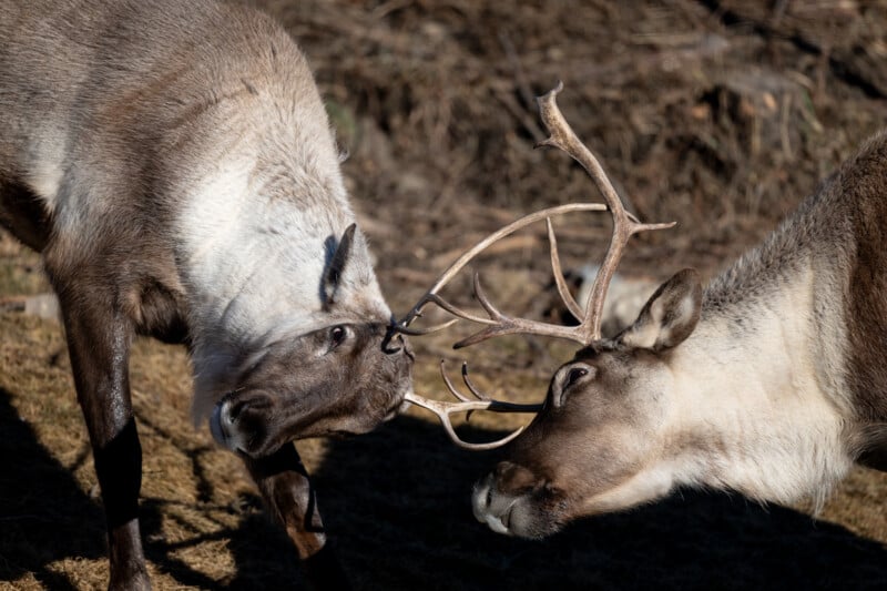 Nikkor Z 600mm f/4 S TC VR caribou fight