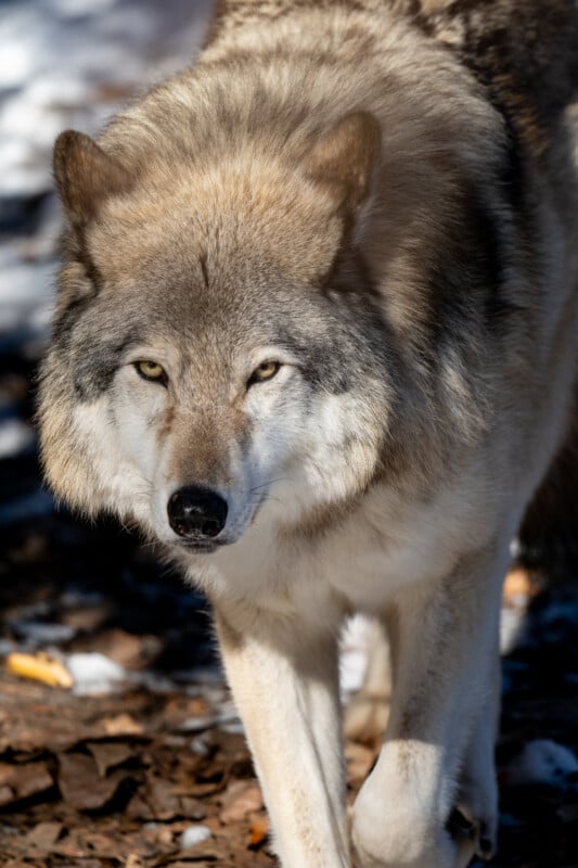 Nikkor Z 600mm f/4 S TC VR wolf walking