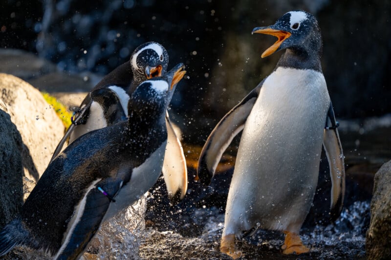 Nikkor Z 600mm f/4 S TC VR penguin fight