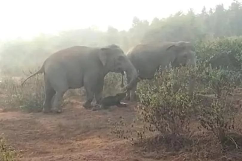  An elephant carcass being carried by a herd member