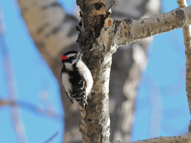 OM-1 Mark II woodpecker example