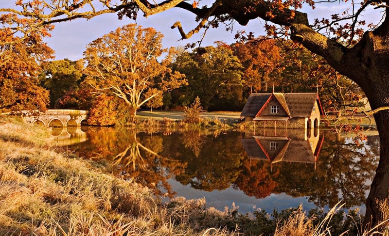 framing-the-scene-trees